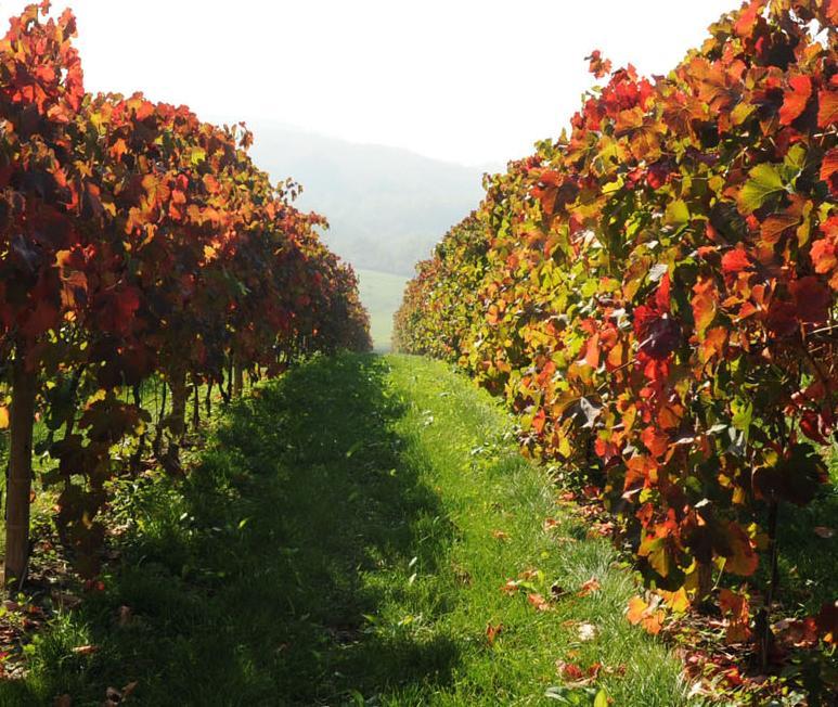Pianderna Agriwellness Villa Scandiano Buitenkant foto